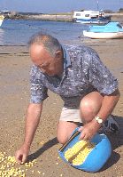 Franois ramassant des bigorneaux sur les plages de Plouescat...